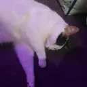 Katie's Discord avatar
