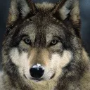 geniushydra19 avatar