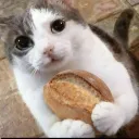 meowcatmimi