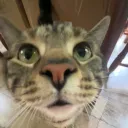 zaxtylol