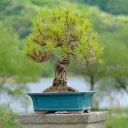 topfpflanzigepflanze