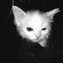 xhvjr