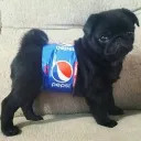 elpeke0247_80664 avatar