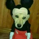 garkki.