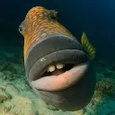 lemonxgt