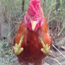 avatar Chicken gibba