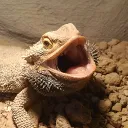 tinydragon