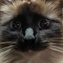 zakolicious