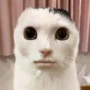 realcbvz