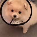 gcxpiggy