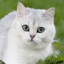 maxemilianverstappen1