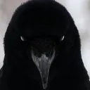 yidwar22_61563 avatar