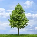 greenskills1