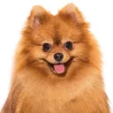 kamil_roblox