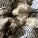 aqueen_alba