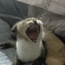 Аватар 52_moskva