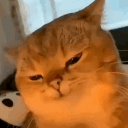 meownarch