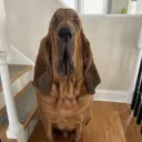 Аватар igor10dkartelboss