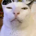 fernando283748wopw avatar