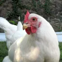 chickenfight_2