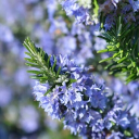 avatar 🌸🌷Rosemary Smith🌷🌸