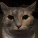 krysis0833_66312 avatar