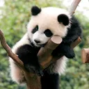 pandabearme