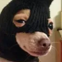 dognuggets