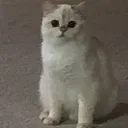 readthislikeagoodboy avatar
