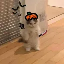 hasyxz_