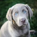 poking_around avatar