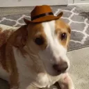 beaglebutt