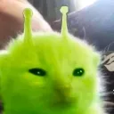 kittyzipzip2009_18219 avatar