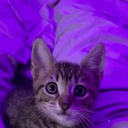 lilah