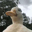 brazuka