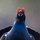 natdaemon