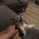 countessshroud avatar