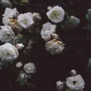 blinkarmy07047. avatar