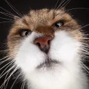 Tarrou's Avatar