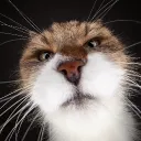 Tarrou's Avatar