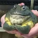 muphh