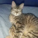 toydescerebrado2.0 avatar