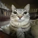 elpanaderoconelpan0265 avatar