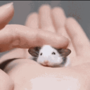 avatar Anna (on the Shelf ❤💚)