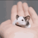 avatar Anna on the Shelf ❤💚