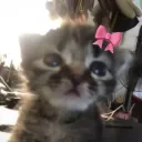 missesfaye