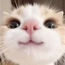 tox_pyy