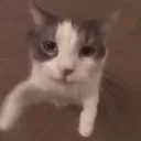 addigutt1
