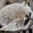 elinternet0615 avatar