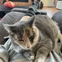 kittencanni